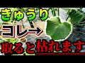 【きゅうり】新常識！コレ取ると枯れます。下の葉が黄色くなっても絶対取ってはいけない理由をご説明します