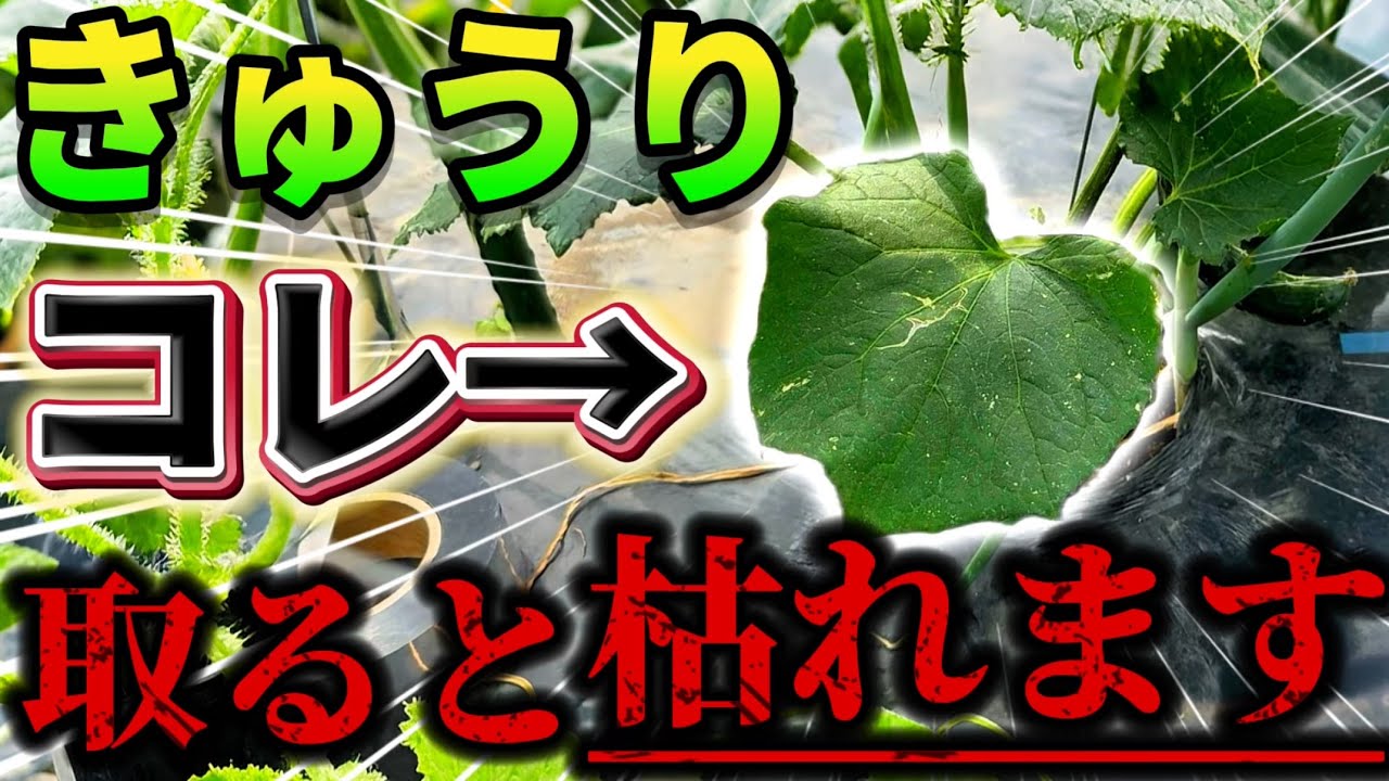 【きゅうり】新常識！コレ取ると枯れます。下の葉が黄色くなっても絶対取ってはいけない理由をご説明します