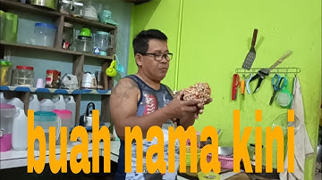MAYUH CARA KITAI NGUNA BUAH TU EMPA MATA PUN TAU EMPA MATA PUN TAU