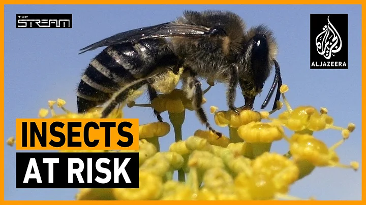 🦋 What will it take to save the world's insects? | The Stream