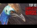 Top 10 BIGGEST Animals In The World - YouTube