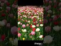 الباقيات الصالحات الشيخ بدر المشاري
