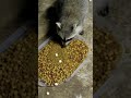 My raccoon visitor! 😍