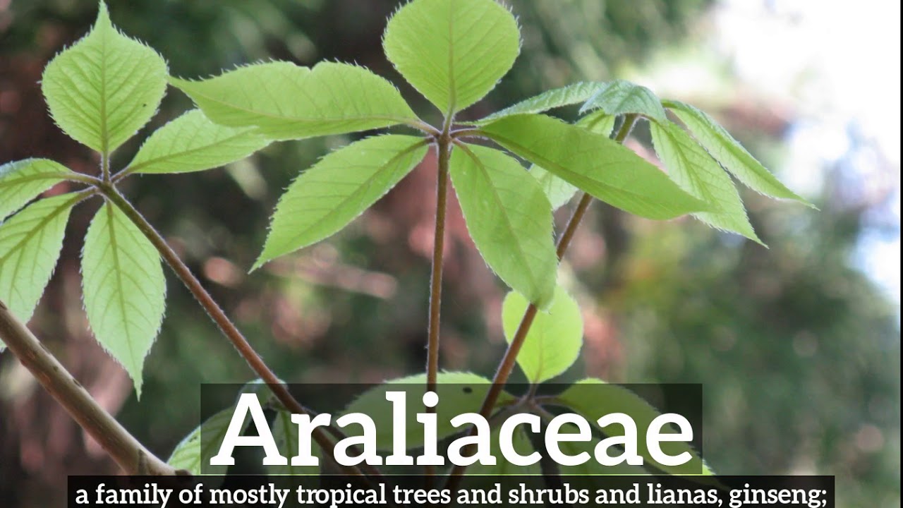 How to Say Araliaceae in English? | How Does Araliaceae Look? | What is Araliaceae?