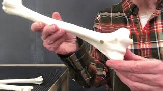 Lab 7.1  Appendicular Skeleton upper limbs
