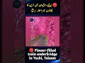 🔴 Flower-filled train underbridge in Yuchi, Taiwan