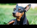 Mastering Voice Commands The Essential Guide to Training Your Doberman