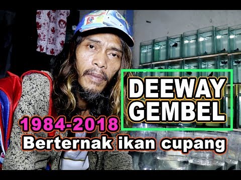 PETERNAK IKAN CUPANG DEEWAY GEMBEL sejak 1984