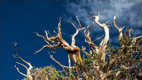 Scientists: Future Of Oldest Tree Species On Earth In Peril | Los Angeles Times