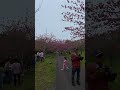 2026.4『羅生門さくら公園🌸』岡山県新見市草間