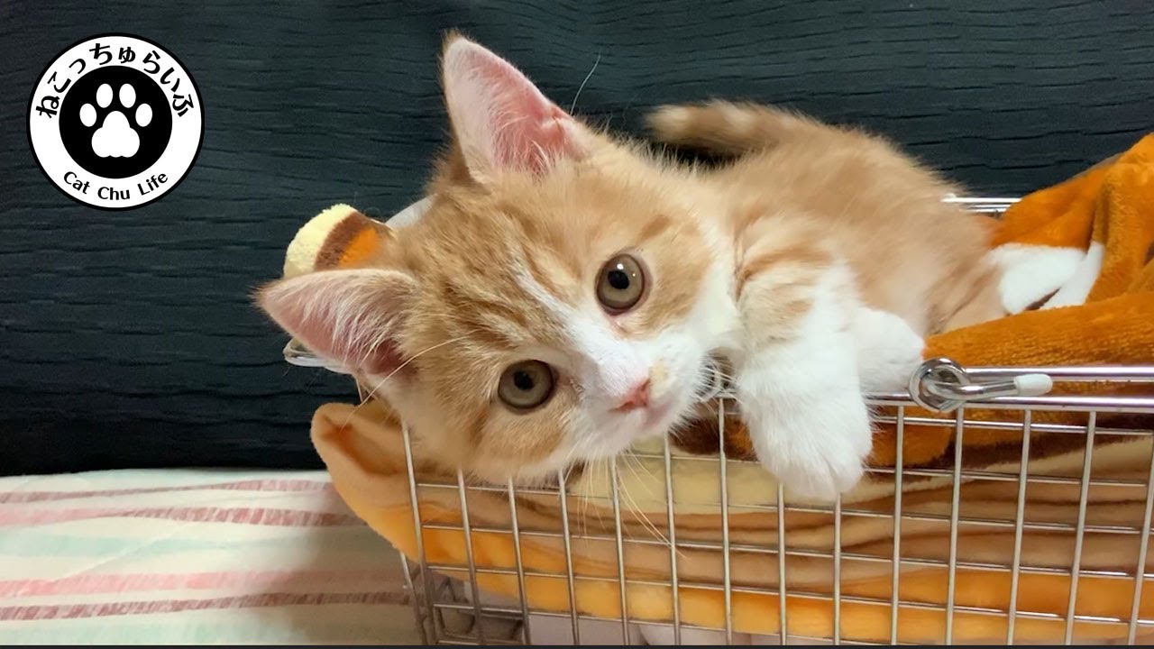 短足マンチカンの子猫 てと君と指遊びをしてみた 痛くても可愛いから許すよ 短足マンチカンの子猫 てと君の日常 猫動画 Munchkin Kitten Playing With Fingers Youtube 短足マンチカンの子猫 てと君と指遊びをしてみた 痛くても可愛いから許すよ 短足マンチカンの子猫 てと君の日常 猫動画 Munchkin Kitten Playing With Fingers Youtube