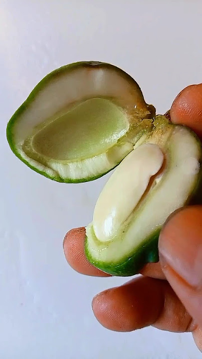 pentil mangga #short#shorts#buahbuahan#rujakmanggamuda#shortvideo#youtubeshorts#rujak
