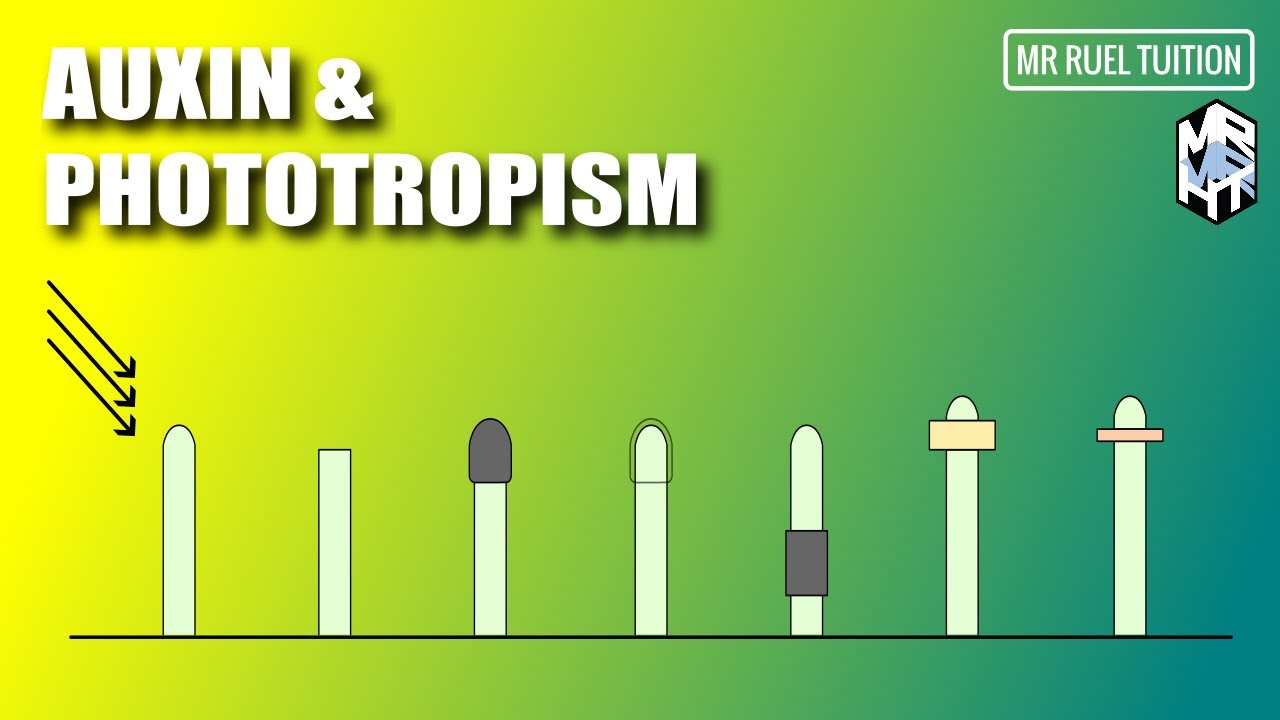 Role of Auxin in Phototropism YouTube