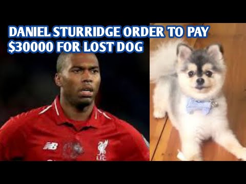 Daniel Sturridge order to pay $30000 reward to man who found his dog - daniel sturridge dog