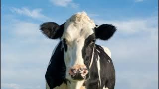 10 Minute of Cow Sounds