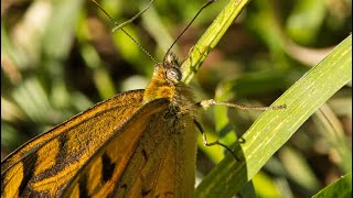 Brown Burtterfly, with Canon RF 100-500mm by Plumes of Oz 466 views 1 year ago 9 minutes, 38 seconds