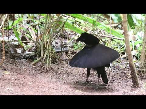 Tarian Sufi Western_parotia 