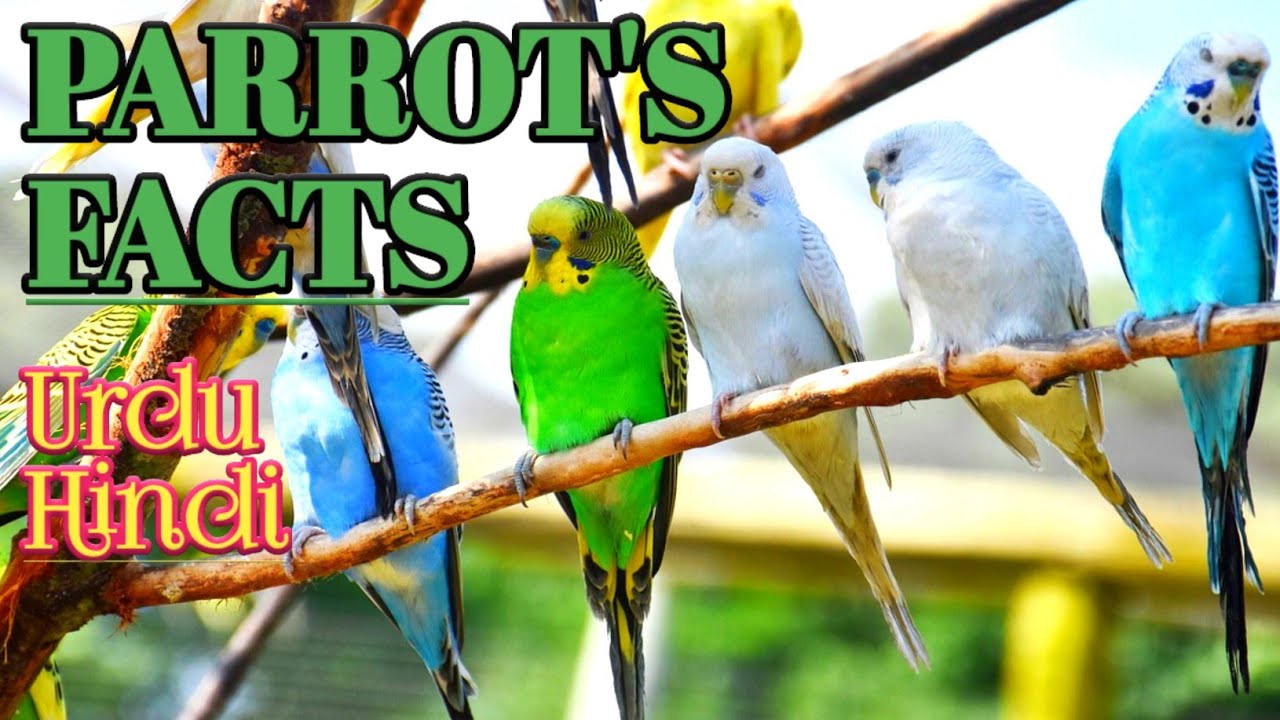 EDUCATIONAL FACTS ABOUT PARROTS in UrduHindi