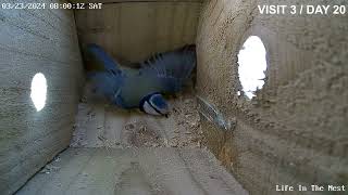 Day 20  Regular Visits After the (2nd) nest hole enlargement operation...