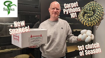 Carpet Pythons - Super Simple Way to House Babies to Adults!  & New Pythons Arrive!