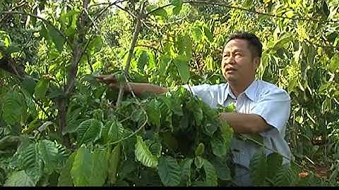 Kỹ thuật cắt tỉa cành cà phê| kỹ thuật nhà nông