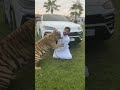 Dubai sheikh playing with his lion and cheetah  dubai life style