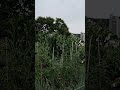 아파트 타운과 아름다운 도시 텃밭