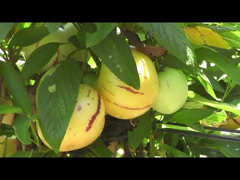 Vídeo: Pepino (18 Fotos): Peres De Meló En Cultiu. Què és Aquesta Fruita? Ordena 