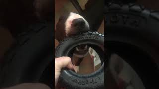 Tire Toy