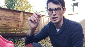 How does the fast carbon cycle work? - Edexcel Geography A Level Paper 1 (Carbon)