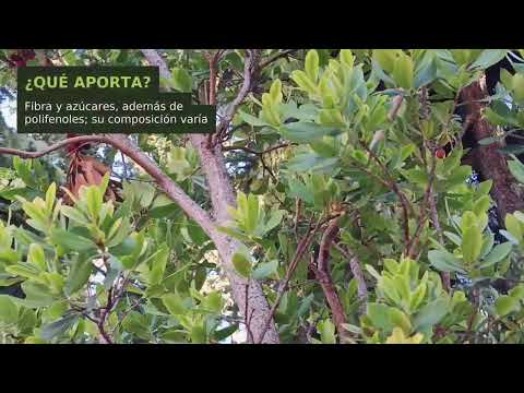 Madroño: propiedades de sus frutos y precauciones al consumirlos