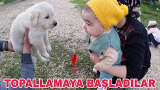 TOPALLAMAYA BAŞLADILAR!!!KUZU KULAĞI YEMEK~SANİYE SAY BİR BARDAK ÇAY