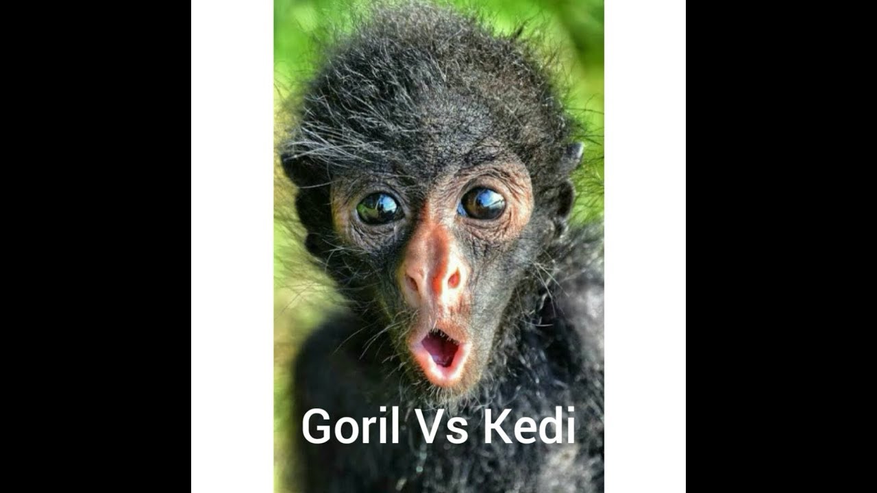 Kediyi Kaçıran Goril ( Antep Dublaj ) YouTube