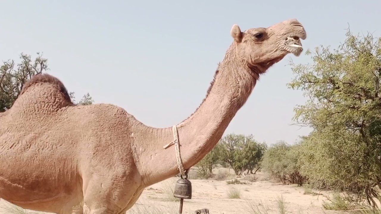 Why camel eats bones? 