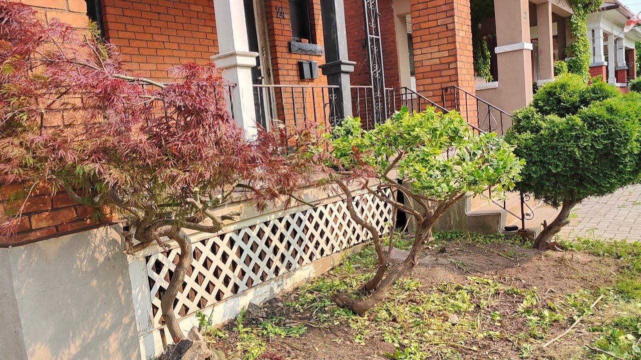 Ура!!!! Я займалась улюбленою справою. Стрижка рослин ❤️