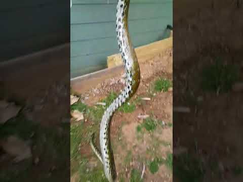 Catch and release Diamond python