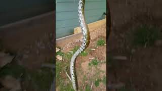 Catch and release Diamond python Net Worth