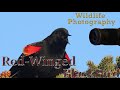 Redwinged blackbird   wildlife photography how to take great pictures of animals and birds