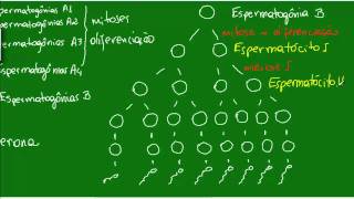 Espermatogênese