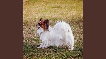 Pulsating Backdrops for Separation Anxiety