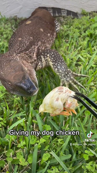 giving-my-dog-chicken-youtube
