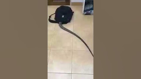 Video com susto no final