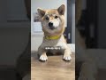 柴犬があなたに話しかけてる時はだいたいこんな感じ 【#489】 #柴犬 #柴犬との暮らし