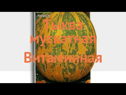 Тыква мускатная Витаминная