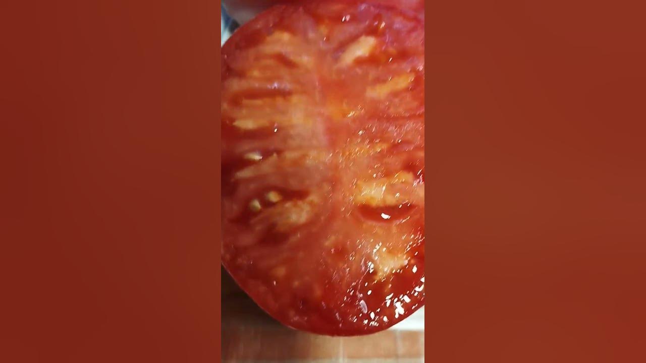 Томат Ларискино сердце - YouTube