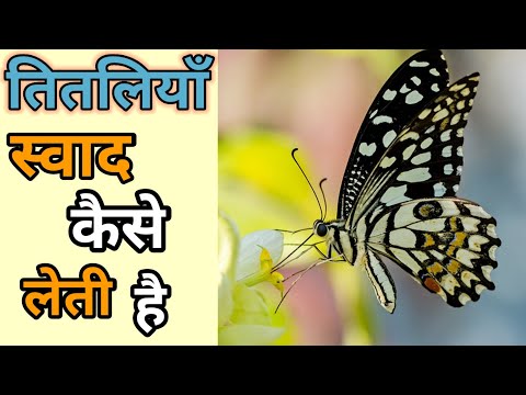 वीडियो: क्विचो मुताई का स्वाद कैसा होता है?