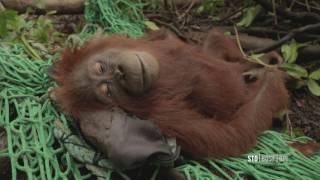 Nødstedt orangutang bliver reddet