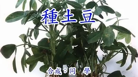 種土豆 土豆篇 - 天天要聞