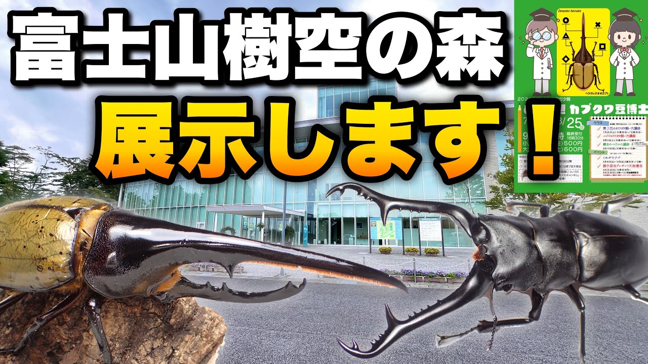夏のカブトクワガタ使ったイベント依頼 多種のカブト・クワガタとふれあい、身近に観察できる昆虫イベント