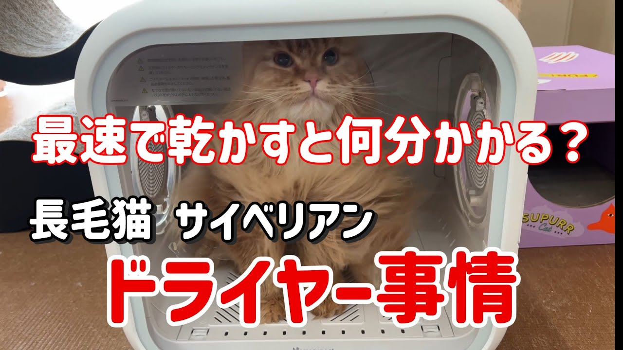 長毛猫サイベリアンは何分で乾く？【ペット用ドライヤーハウス DryboPlus使用】